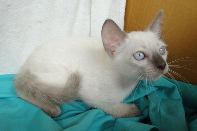 ลูแมววิเชียรมาศ ตัวผู้ ตาสีฟ้า อายุ 67 วัน ราคา 1000 บาท รูปที่ 8