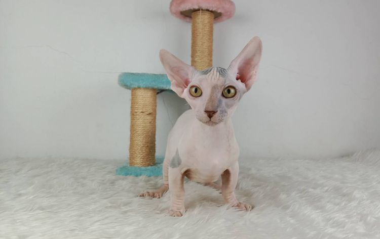 สฟิงซ์  (sphynx) 5.แมวแบมบิโน่ เพศผู้ หาบ้าน Bambino Cat Male looking for a new home