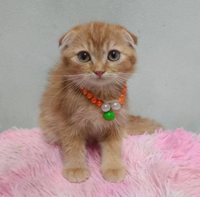 ขายแมวสก็อตติสหูพับสีส้มการ์ฟิวส์เพศชาย รูปที่ 4