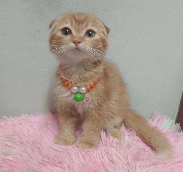 ขายแมวสก็อตติสหูพับสีส้มการ์ฟิวส์เพศชาย รูปที่ 3