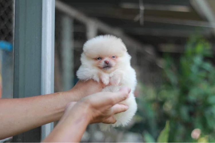 ปอมเมอเรเนียน (Pomeranian) เล็ก ปอมเมอเรเนียน