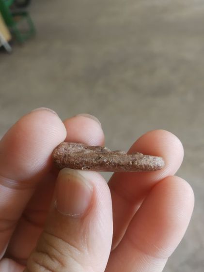 พระเนื้อดินพิมพ์เล็ก(พระปางลีลากำแพงสวรรค์ยืนหลังเรียบ(พระใหม่)(ไม่ทราบพระเกจิที่สร้าง)(160412))พระบ้านพระเครื่องรางของมงคล รูปที่ 11