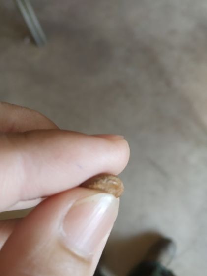 พระเนื้อดินพิมพ์เล็ก(พระพิมพ์พระปางลีลากำแพงเม็ดขนุนหลังเรียบ(160415)(ไม่ทราบพระเกจิที่สร้าง)(ไม่ทราบรุ่นและอายุ))พระเครื่องรางของมงคล รูปที่ 17