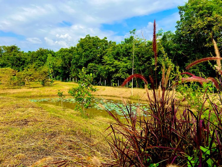 ขายที่โฉนดติดถนนลาดยาง แก่งกระจาน เพชรบุรี รูปที่ 3