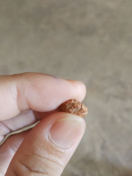 พระเนื้อดินพิมพ์เล็ก(พระปางลีลากำแพงทุ่งเศรษฐี(พระปางลีลากำแพงเม็ดขนุน)(170403)(ไม่ทราบพระเกจิที่สร้าง))พระบ้านพระเครื่องรางของมงคล รูปที่ 12