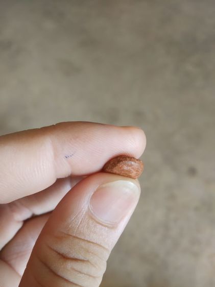 พระเนื้อดินพิมพ์เล็ก(พระปางลีลากำแพงนิ้วหรือพระปางลีลากำแพงเขย่ง(170404)(ไม่ทราบพระเกจิที่สร้าง)(ไม่รู้อายุและรุ่น))พระเครื่องรางของมงคล รูปที่ 17