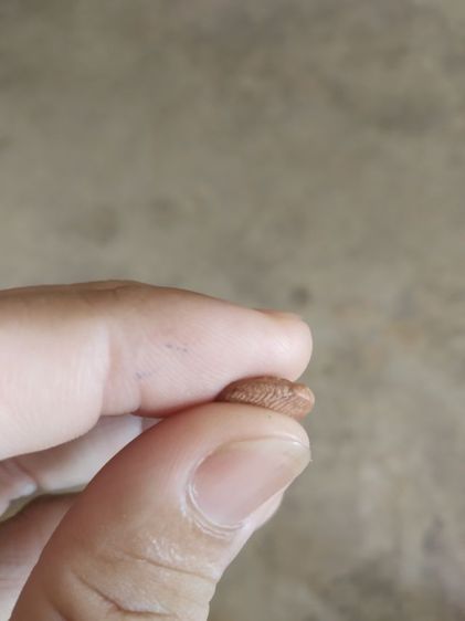 พระเนื้อดินพิมพ์เล็ก(พระพิมพ์พระปางลีลากำแพงเม็ดขนุน(170407)(ไม่ทราบพระเกจิที่สร้าง)(ไม่ทราบรุ่นและอายุ))พระบ้านพระเครื่องรางของมงคล รูปที่ 14