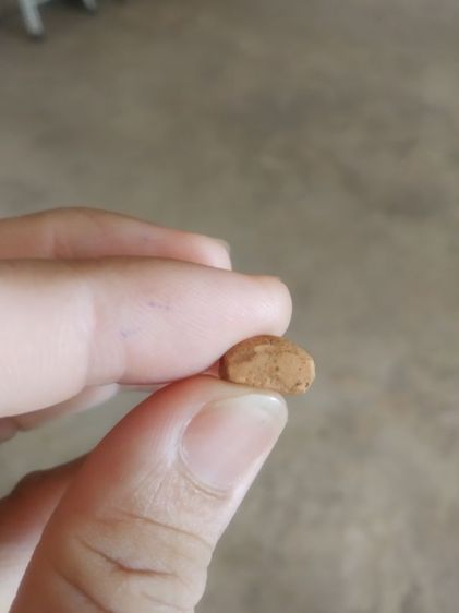 พระเนื้อดินพิมพ์เล็ก(พระพิมพ์พระปางลีลาสวรรค์ย้อน(พระใหม170409)(ไม่ทราบพระเกจิที่สร้าง)(ไม่ทราบรุ่นและอายุ))พระบ้านพระเครื่องรางของมงคล รูปที่ 17