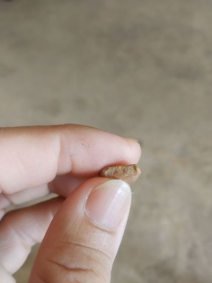 พระเนื้อดินพิมพ์เล็ก(พระพิมพ์พระปางลีลากำแพงทุ่งเศรษฐีหลังเรียบ(170410)(ไม่ทราบพระเกจิที่สร้าง)(ไม่ทราบรุ่น))พระบ้านพระเครื่องรางของมงคล รูปที่ 18