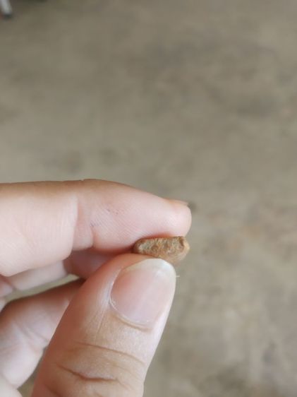 พระเนื้อดินพิมพ์เล็ก(พระพิมพ์พระปางลีลากำแพงทุ่งเศรษฐีหลังเรียบ(170410)(ไม่ทราบพระเกจิที่สร้าง)(ไม่ทราบรุ่น))พระบ้านพระเครื่องรางของมงคล รูปที่ 16