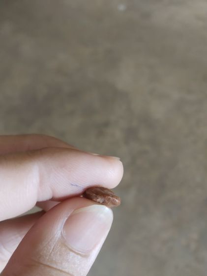 พระเนื้อดินพิมพ์เล็ก(พระปางลีลากำแพงเม็ดขนุนหลังเรียบ(ไม่ทราบพระเกจิที่สร้าง)(19701)(ไม่ทราบอายุและรุ่น))พระบ้านพระเครื่องรางของมงคล รูปที่ 18