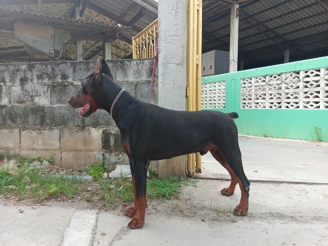 โดเบอร์แมน (Doberman) ใหญ่ สุนัขพันธ์ยูโดเบอร์แมน