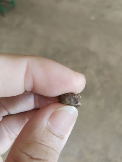 พระเนื้อดินผสมผงพิมพ์เล็ก(พระพิมพ์พระรอดหลังปั๊มวัดมหาวันเนื้อออกสีดำสลับขาว(จังหวัดลำพูน)(ไม่ทราบปีที่สร้าง))พระบ้านพระเครื่องรางของมงคล รูปที่ 17