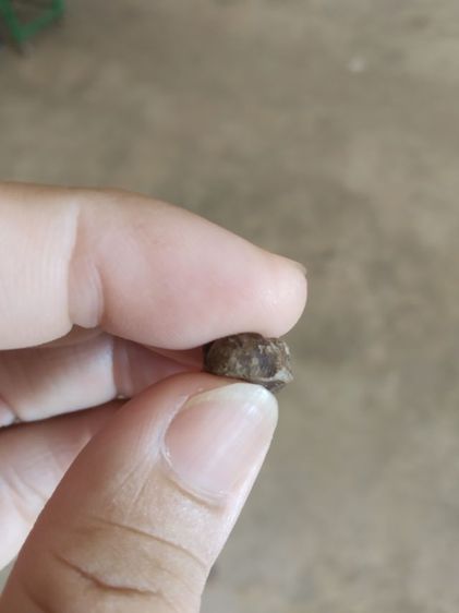 พระเนื้อดินผสมผงพิมพ์เล็ก(พระพิมพ์พระรอดหลังปั๊มวัดมหาวันเนื้อออกสีดำสลับขาว(จังหวัดลำพูน)(ไม่ทราบปีที่สร้าง))พระบ้านพระเครื่องรางของมงคล รูปที่ 18