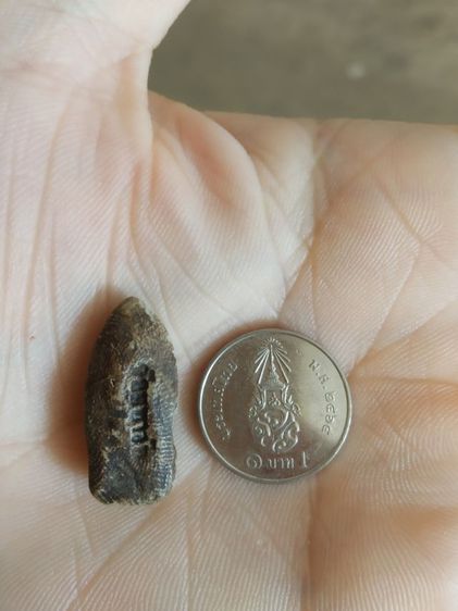 พระเนื้อดินผสมผงพิมพ์เล็ก(พระพิมพ์พระรอดหลังปั๊มวัดมหาวันเนื้อออกสีดำสลับขาว(จังหวัดลำพูน)(ไม่ทราบปีที่สร้าง))พระบ้านพระเครื่องรางของมงคล รูปที่ 9