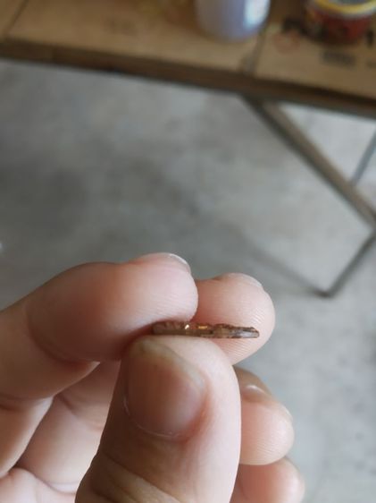 พระเหรียญเนื้อทองแดงพิมพ์จิ๋ว(พระปางนาคปรกพิมพ์จิ๋ว(พระหลวงปู่เหรียญวรลาโภ)(วัดอรัญบรรพตรุ่นศรัทธาบารมี)(จังหวัดหนองคายปี2539))พระบ้านมงคล รูปที่ 11