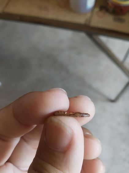 พระเหรียญเนื้อทองแดงพิมพ์จิ๋ว(พระปางนาคปรกพิมพ์จิ๋ว(พระหลวงปู่เหรียญวรลาโภ)(วัดอรัญบรรพตรุ่นศรัทธาบารมี)(จังหวัดหนองคายปี2539))พระบ้านมงคล รูปที่ 14