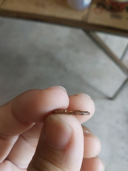 พระเหรียญเนื้อทองแดงพิมพ์จิ๋ว(พระปางนาคปรกพิมพ์จิ๋ว(พระหลวงปู่เหรียญวรลาโภ)(วัดอรัญบรรพตรุ่นศรัทธาบารมี)(จังหวัดหนองคายปี2539))พระบ้านมงคล รูปที่ 13