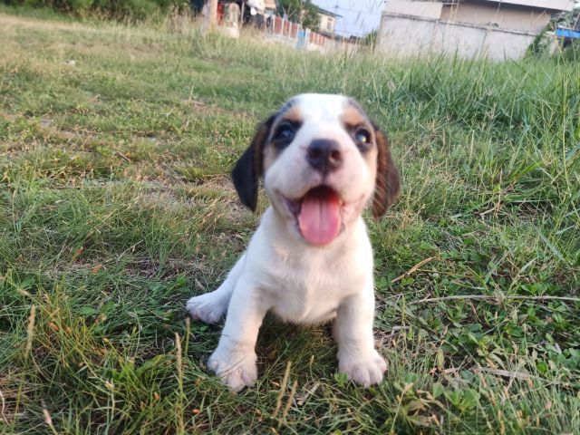 บีเกิล (Beagle) เล็ก 🐶บีเกิ้ลแท้ เพศเมีย🐶