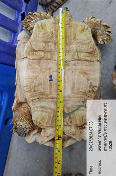 เต่า ซูคาต้า 13 นิ้ว 
สุขภาพแข็งแรง 
กินหญ้าเป็นอาหารหลัก 

Turtle Sulcata 13 inches
 healthy รูปที่ 2