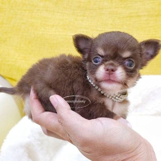 ชิวาวา (Chihuahua) เล็ก ด่วน ชิวาวา ขนยาวเพศผู้ สีช็อคแทน ไซค์ทีคีพ จิ๋วๆแข็งแรงๆรูปทรงสวย หัวกลม หน้าสั้น หน้าตาน่ารักๆ