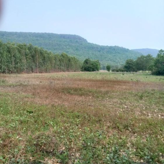  ขายที่ดินโฉนด 7 ไร่ 2 งาน 63 ตารางวาทำเลดี รูปที่ 2