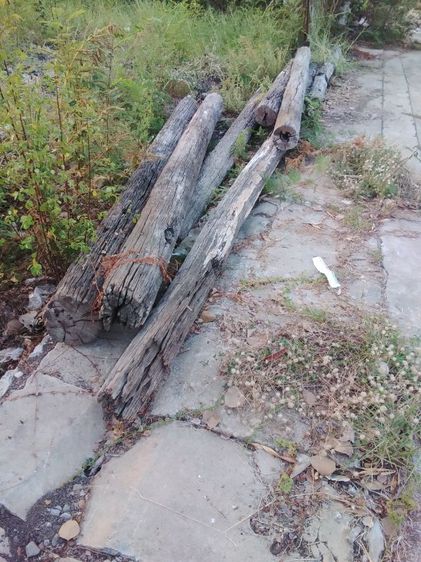 🏛.เสาไม้เต็งหน้า10" รูปที่ 5