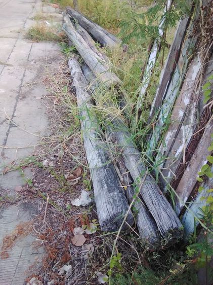 🏛.เสาไม้เต็งหน้า10" รูปที่ 4