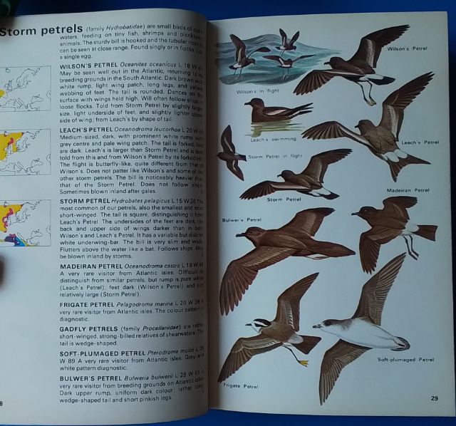 หนังสือ Birds of Britain and Europe รูปที่ 9