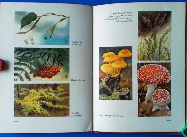 "หนังสือ NATURE" รูปที่ 15