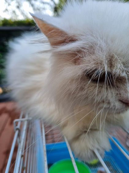 น้องแมวสีขาวขนยาวเปอร์เซียตัวเมีย รูปที่ 12