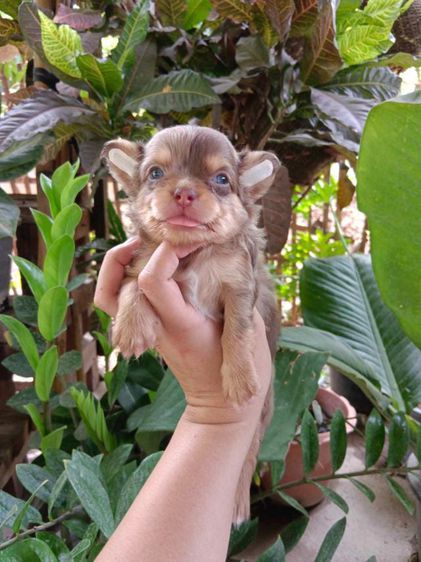 ชิวาวา (Chihuahua) เล็ก ชิวาว่าสีเมอร์