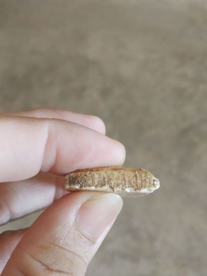 พระเนื้อว่านผสมผง(พระพิมพ์พระสมเด็จหลังเรียบ(230413)(ไม่ทราบพระเกจิที่สร้าง)(ไม่ค่อยสวย)(ไม่ทราบรุ่นและอายุ))พระบ้านพระเครื่องรางของมงคล รูปที่ 17