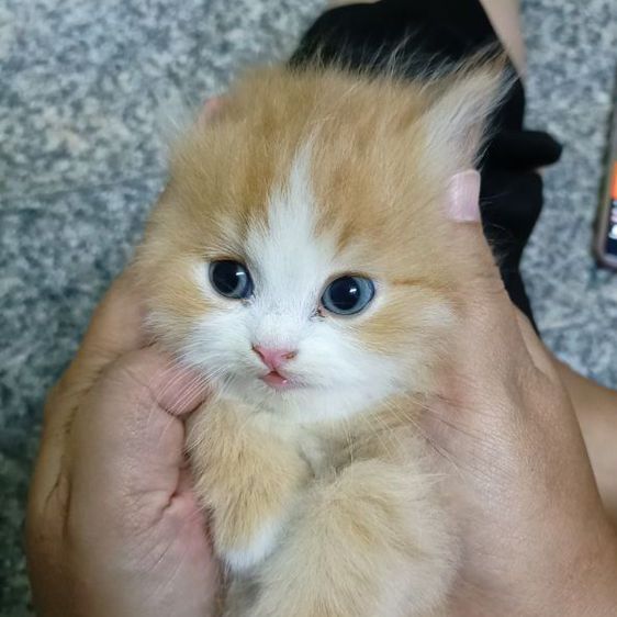 ลูกแมวส้ม พันธุ์ผสมไทย-เปอร์เซีย เพศผู้😸🐱 รูปที่ 5