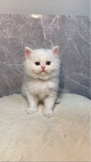 เปอร์เซีย (Persian) ลูกแมวเปอร์เซียแท้