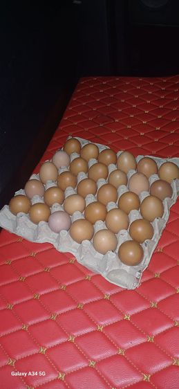 ไข่ไก่ เบอร์ (2) รูปที่ 2