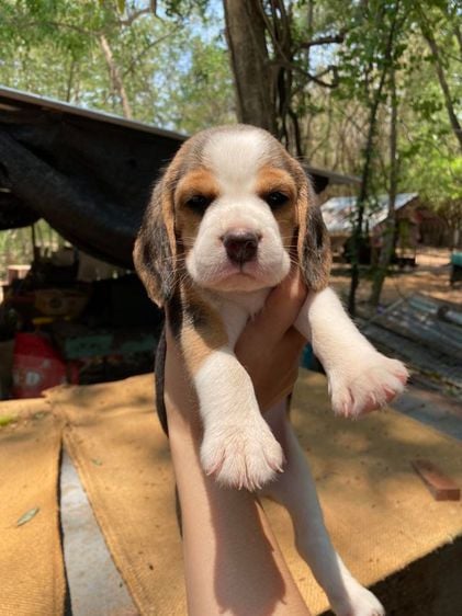 บีเกิล (Beagle) เล็ก บีเกิ้ลแท้จ้า