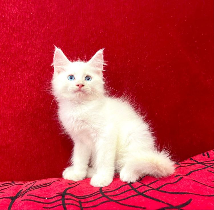 แมวเมนคูน เพศเมีย ตาสีฟ้า รูปที่ 3