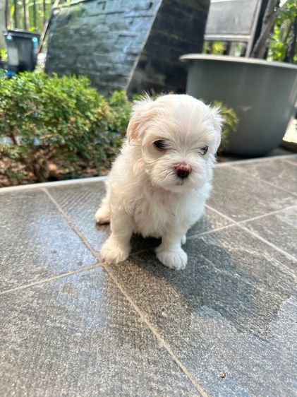 มอลทีส  (Maltese) เล็ก สุนัขมอลทีส ผู้