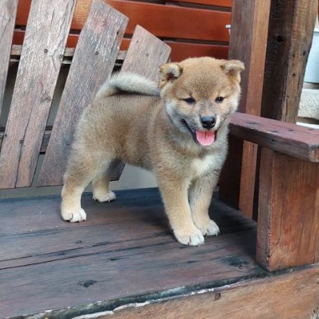 ลูกสุนัข ชิบะอินุ สายพันธุ์แท้ มีใบเพ็ด อายุ 50 วัน รูปที่ 2