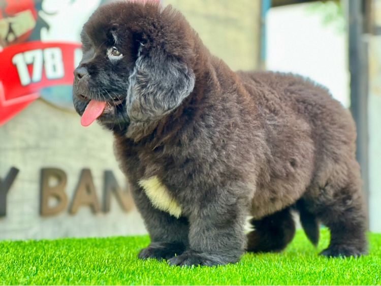 ลูกสุนัขนิวฟาวแลนด์ เกรดนำเข้า พร้อมใบ รูปที่ 12