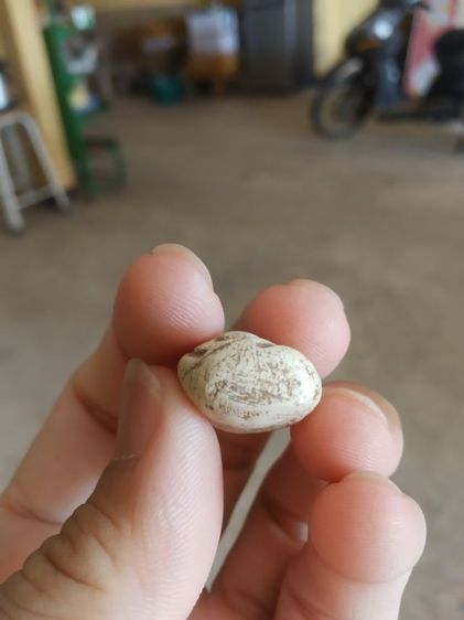 พระเนื้อว่านผสมผง(พระพิมพ์พระพุทธนั่งปางสมาธิหรือพิมพ์ตุ๊กตา(ไม่ทราบพระเกจิที่สร้าง)(270401)(ไม่ทราบอายุและรุ่น))พระบ้านพระเครื่องรางของมงคล รูปที่ 17