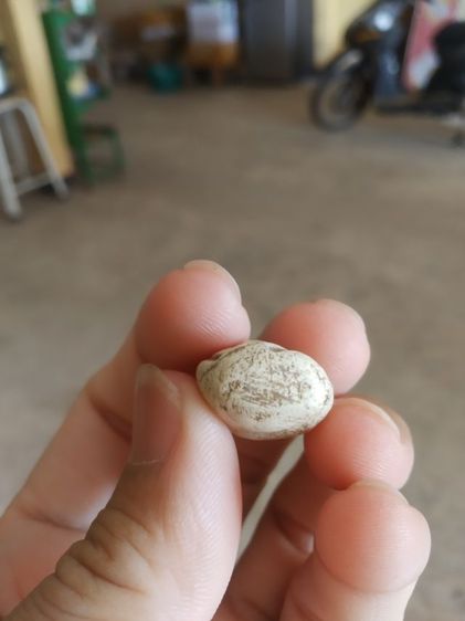 พระเนื้อว่านผสมผง(พระพิมพ์พระพุทธนั่งปางสมาธิหรือพิมพ์ตุ๊กตา(ไม่ทราบพระเกจิที่สร้าง)(270401)(ไม่ทราบอายุและรุ่น))พระบ้านพระเครื่องรางของมงคล รูปที่ 18