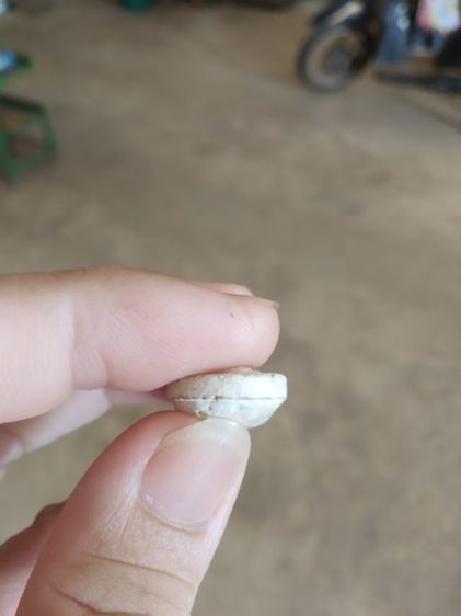 พระเนื้อว่านผสมผง(พระพิมพ์พระวันทาเสมาหลังเรียบ(พระใหม่ไม่ทราบพระเกจิที่สร้าง)(ไม่ทราบรุ่นและอายุ)(270405))พระเครื่องรางของมงคลพระบ้าน รูปที่ 18