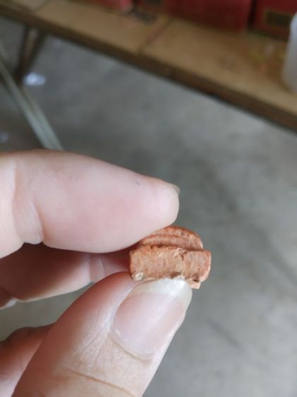 พระเนื้อดินพิมพ์เล็ก(พระพิมพ์พระรอดหลังเรียบเนื้อสีน้ำตาล(พระใหม่ไม่ทราบพระเกจิที่สร้าง)(ไม่ทราบรุ่นและอายุ)(270409))พระเครื่องรางของมงคล รูปที่ 18