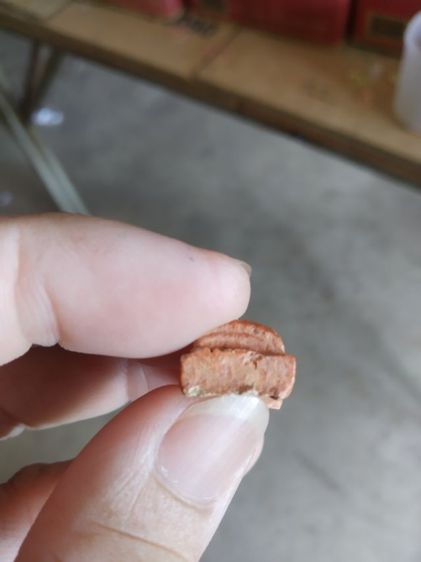 พระเนื้อดินพิมพ์เล็ก(พระพิมพ์พระรอดหลังเรียบเนื้อสีน้ำตาล(พระใหม่ไม่ทราบพระเกจิที่สร้าง)(ไม่ทราบรุ่นและอายุ)(270409))พระเครื่องรางของมงคล รูปที่ 17