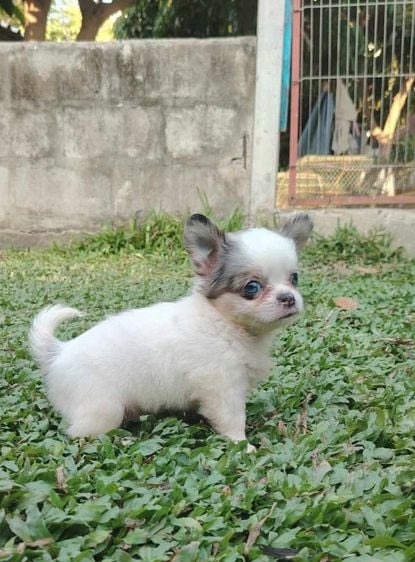 ชิวาวา (Chihuahua) เล็ก ชิวาวาขนยาว