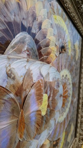 ลานตาปีกผีเสื้อนับร้อย แท้หายากอัดกรอบไม้  แรร์ งานวินเทจศิลปะจากธรรมชาติ  Vintage Rare Real Butterfly Wings Natural Art รูปที่ 10
