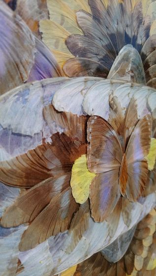 ลานตาปีกผีเสื้อนับร้อย แท้หายากอัดกรอบไม้  แรร์ งานวินเทจศิลปะจากธรรมชาติ  Vintage Rare Real Butterfly Wings Natural Art รูปที่ 11