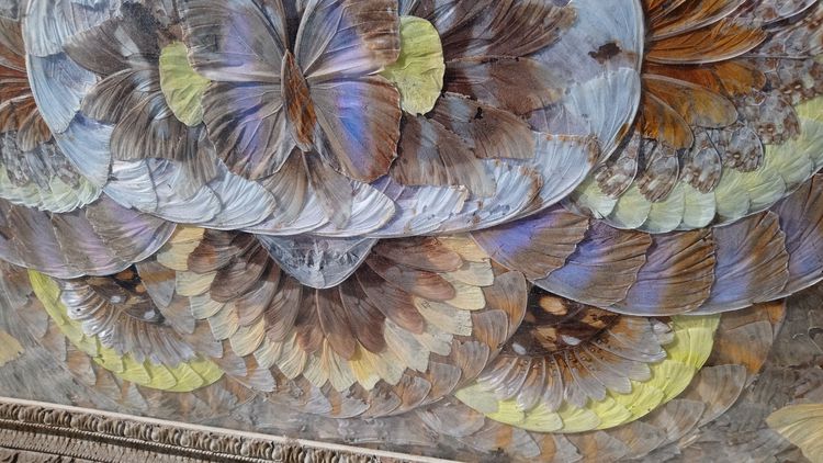 ลานตาปีกผีเสื้อนับร้อย แท้หายากอัดกรอบไม้  แรร์ งานวินเทจศิลปะจากธรรมชาติ  Vintage Rare Real Butterfly Wings Natural Art รูปที่ 16